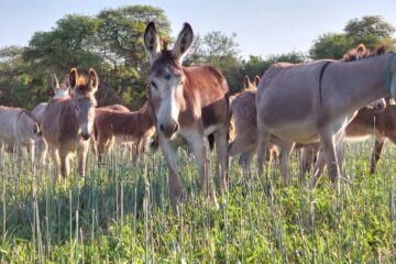 Qué dice la ciencia sobre las propiedades poco conocidas de burros y mulas que se revalorizan hoy
