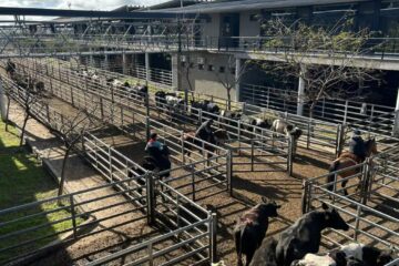 Cierre de semana: altibajos en el mercado agroganadero de Cañuelas
