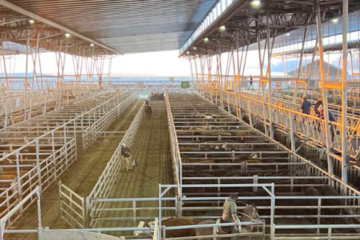 Arrancó la semana con subas en el Mercado Agroganadero de Cañuelas