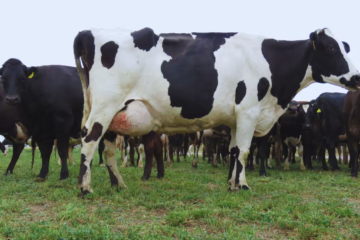 Vacuna experimental de científicos argentinos promete frenar enfermedad clave en vacas lecheras