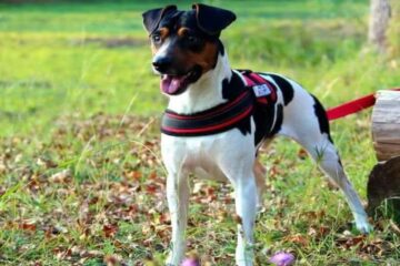 El perro ratonero argentino alegra los días en el campo