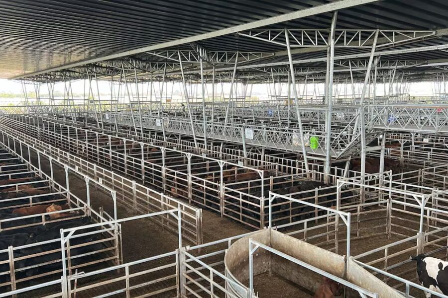 Demanda selectiva y precios a la baja en el Mercado Agroganadero de Cañuelas