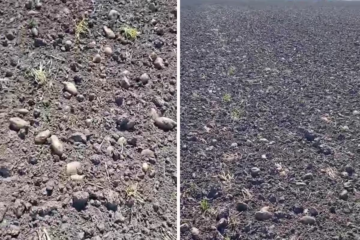 Se desplomó el precio de la papa y productores la dejaron pudrirse en el campo