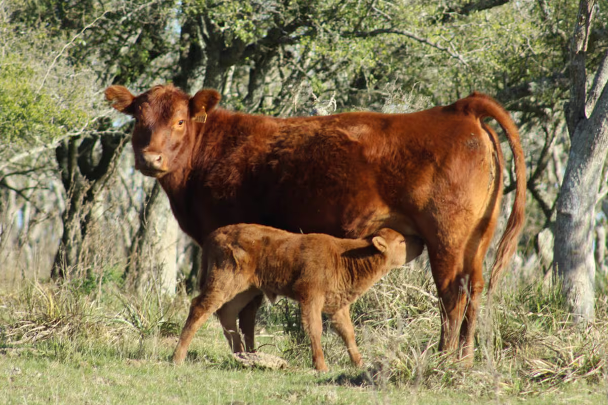 La Argentina podría cerrar 2025 con tres años consecutivos de caída del rodeo vacuno