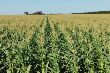 Informe revela mejoras en lechería y maíz, pero retroceso en soja y biodiésel