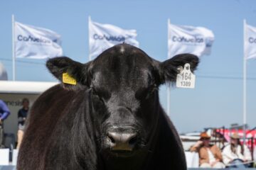 Tres desafíos de la carne argentina frente a una demanda mundial implacable