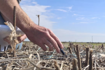 Aparición del yuyo colorado antes de lo previsto