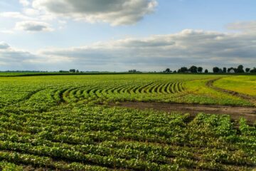 Bajó el precio de la soja en Chicago ante posible postergación de la cumbre Trump-Xi Jinping
