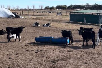 Ya usada en Estados Unidos, una técnica revolucionaria soluciona un problema histórico en tambos argentinos