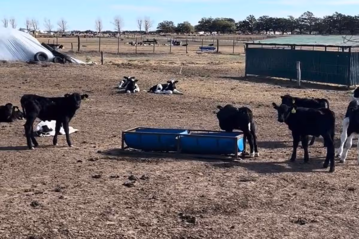 Ya usada en Estados Unidos, una técnica revolucionaria soluciona un problema histórico en tambos argentinos
