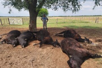 Productor vive el drama tras rayo que le mató seis animales