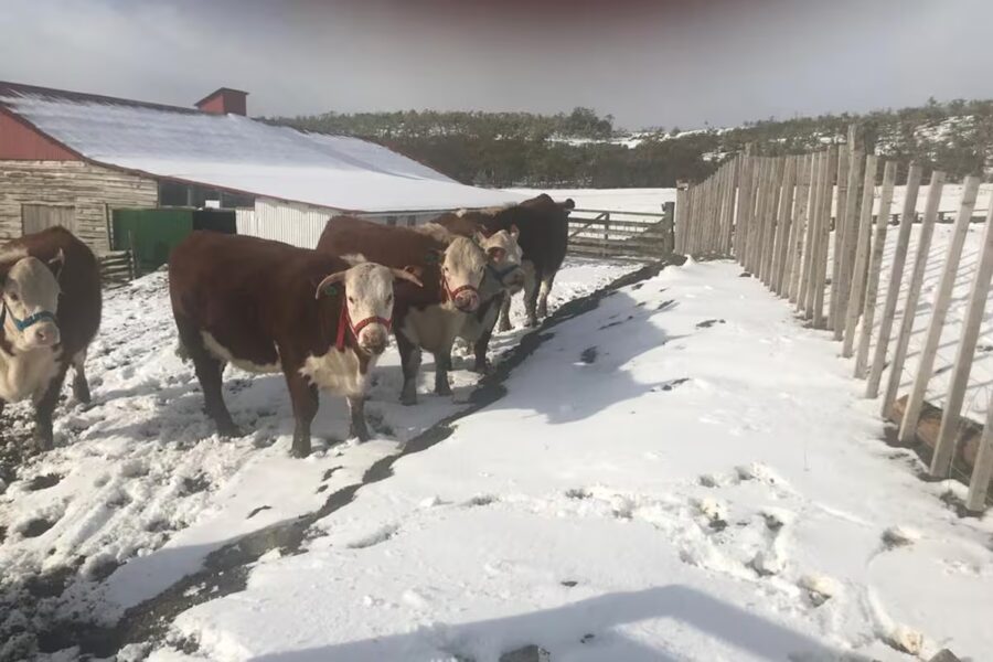 Ruralistas patagónicos celebran restitución del estatus sanitario de Chile y esperan con cautela la auditoría de la UE