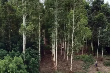 Concordia: trabajador internado tras caer de un árbol en ruta 4; foco en controles de seguridad laboral