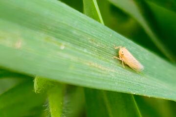 Un cultivo clave exige conocimiento y adaptación a condiciones difíciles
