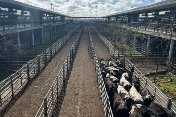 Oferta moderada y precios fluctuantes en el Mercado Agroganadero de Cañuelas