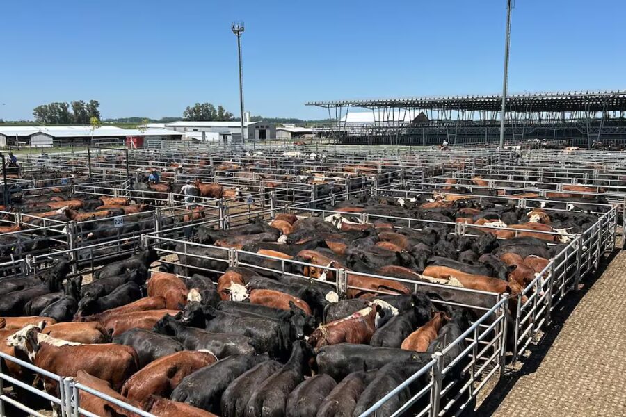 Mayor oferta semanal acompaña leve repunte de precios en el Mercado Agroganadero de Cañuelas
