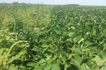 Alertan por presencia más temprana de malezas y recomiendan una estrategia de control