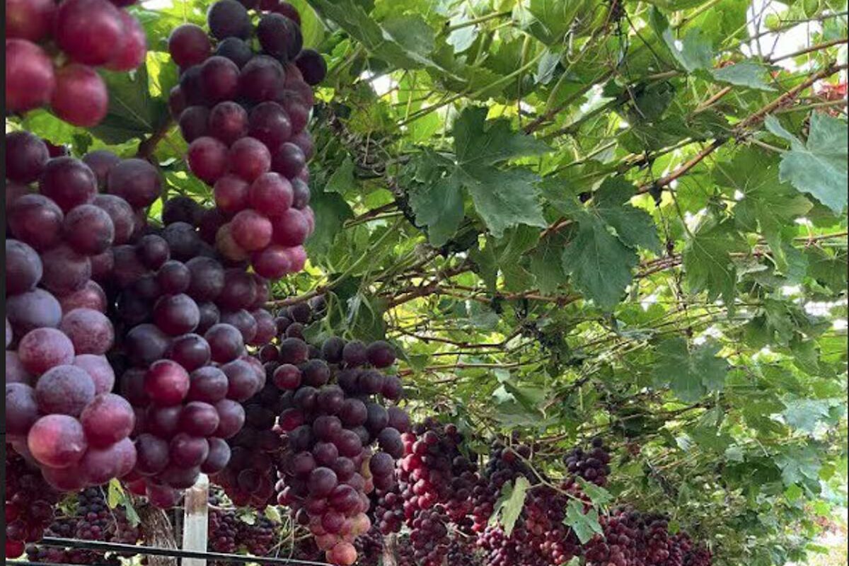 Piden a Luis Caputo que mantenga instrumentos para la trazabilidad en el vino
