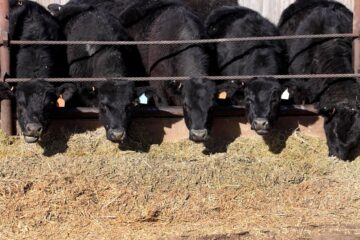 Se prolonga la estadía de terneros en los corrales de engorde