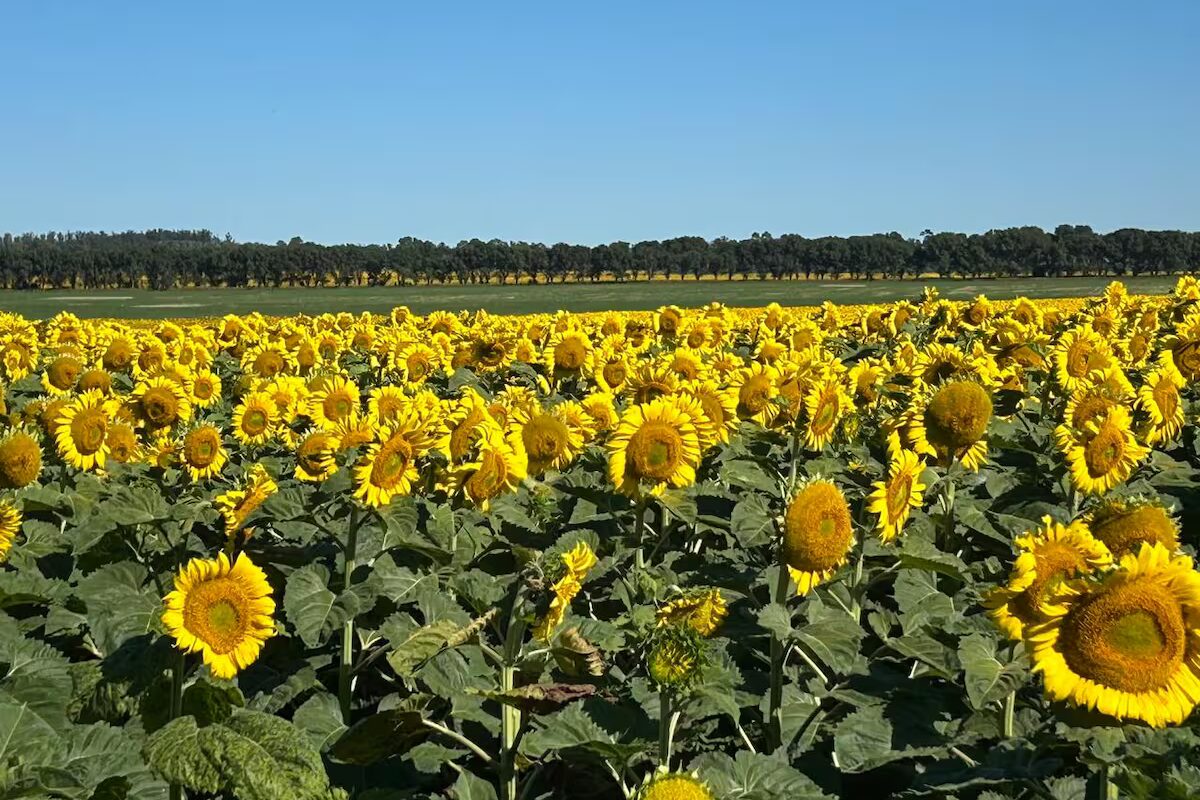 Es buen momento para cambiar girasol por insumos agrícolas