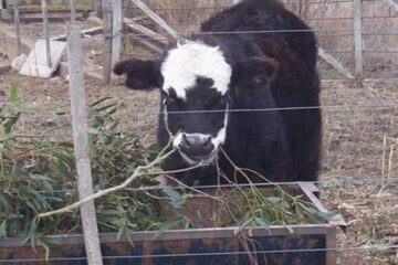 Para emergencias: cómo usar ramas de eucaliptus para salvar un mal momento con las vacas
