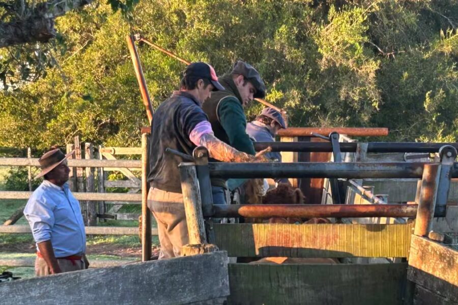 Un problema que trasciende fronteras y especies