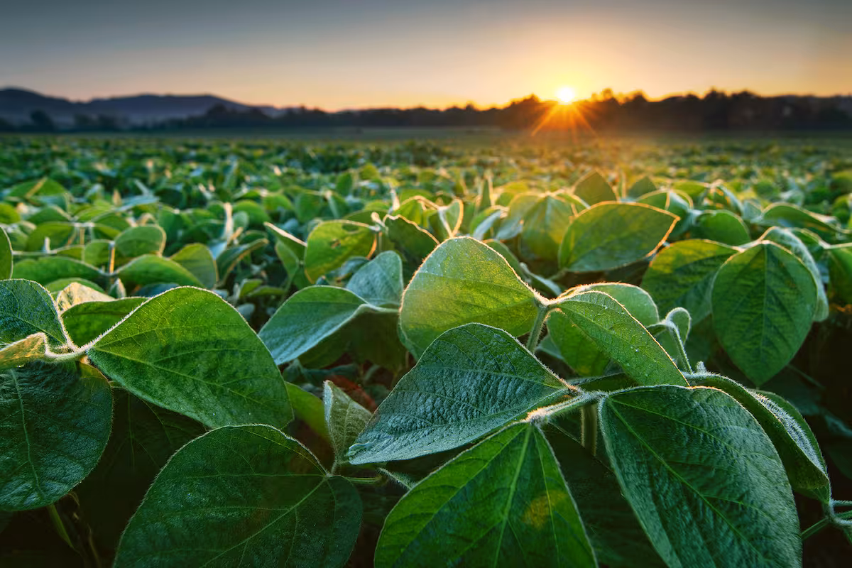 ¿Hasta cuándo seguiremos subsidiando a Estados Unidos y a Brasil?