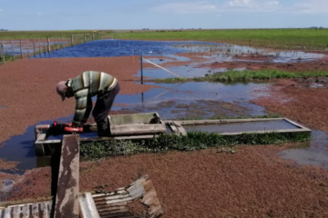 Los productores recurren a baldes para sacar el agua