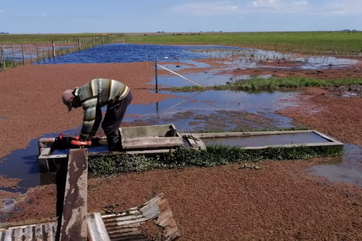 Los productores recurren a baldes para sacar el agua