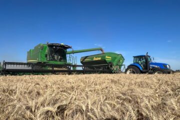 Una gran cosecha de trigo abre interrogantes sobre el futuro de los precios