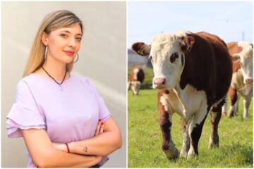 Revuelo por propuesta de diputada kirchnerista para que las vacas paguen por el gas que emiten