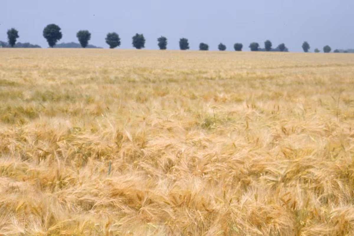 Ragt Semillas se quedó con el negocio mundial de cebada maltera de Syngenta
