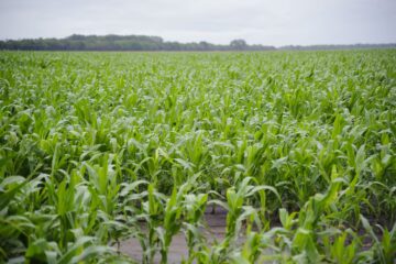 La gran disponibilidad hídrica en suelos impulsa la refertilización del maíz