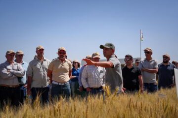 El trigo sorprende en amplias regiones con rindes superiores a 6.000 kilos