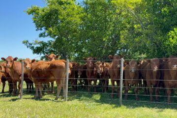 Apoyos y reparos ante la obligatoriedad de la identificación ganadera electrónica