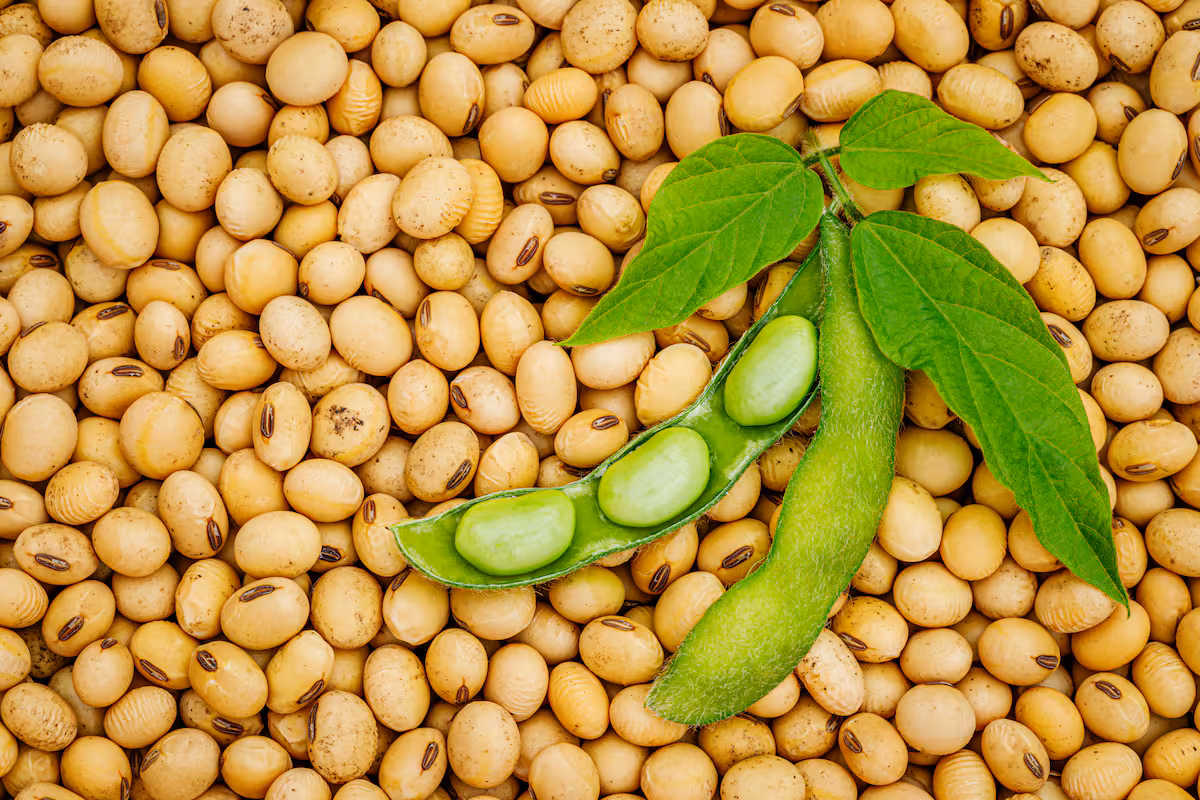 Tras un traspié la soja repuntó y sigue en su valor más alto en 17 meses en el mercado global