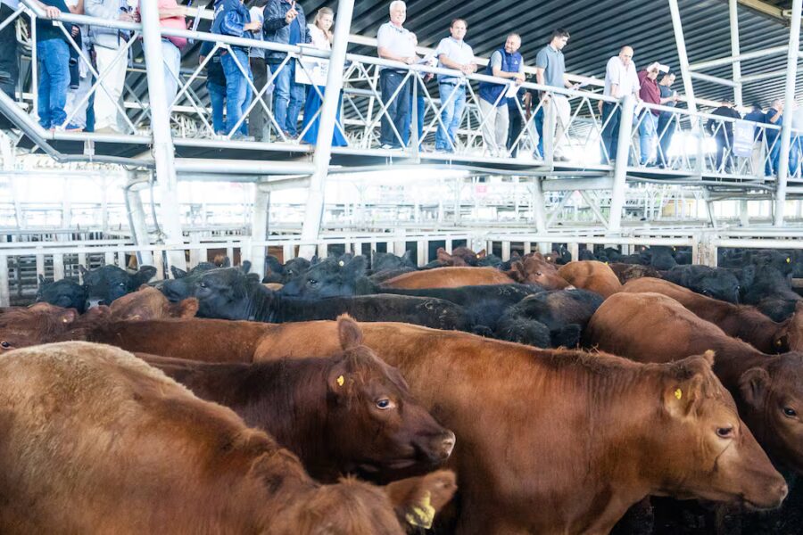 Demanda distendida y precios con altibajos marcan el Mercado Agroganadero de Cañuelas