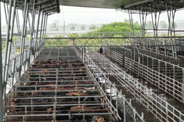 Cierre de semana con saldo positivo en el Mercado Agroganadero de Cañuelas