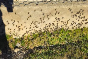 Tucura sapo se come todo en un campo de más de 100 años en el norte de Santa Cruz