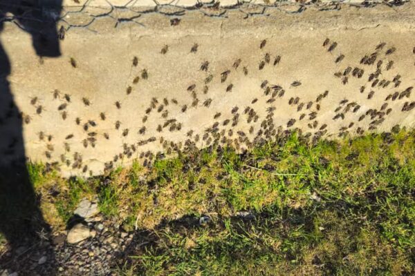 Tucura sapo se come todo en un campo de más de 100 años en el norte de Santa Cruz