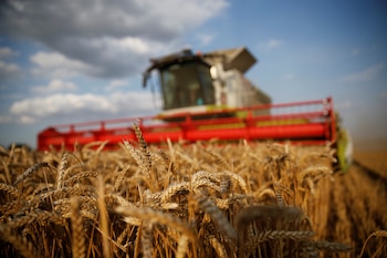 Trigo en alto rendimiento: qué revelan los análisis que definirán el valor de la cosecha