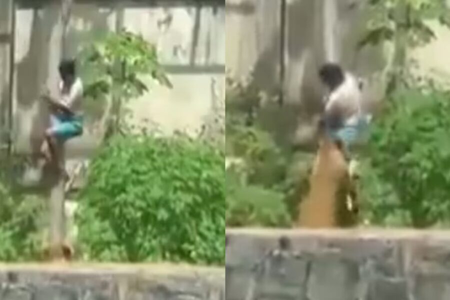 Joven muere tras ingresar a la jaula de una leona en zoológico brasileño; autoridades investigan