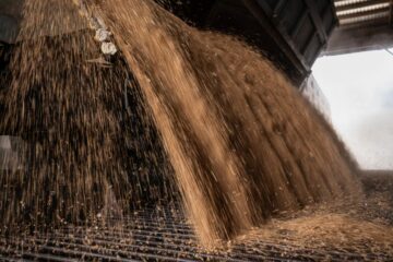 exportación de trigo en diciembre, la más alta en 20 años; Brasil deja el podio y tres mercados asiáticos lideran