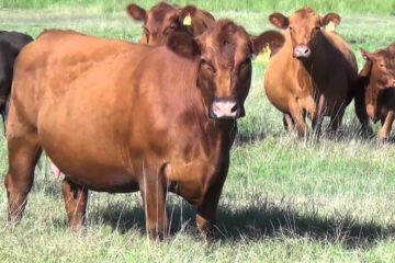 10 razones de la suba del precio de la carne y por qué, para la Sociedad Rural, es un ciclo que recién empieza