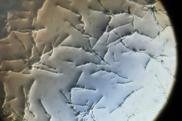 Se expanden las cepas resistentes del hongo que provoca la enfermedad de la soja