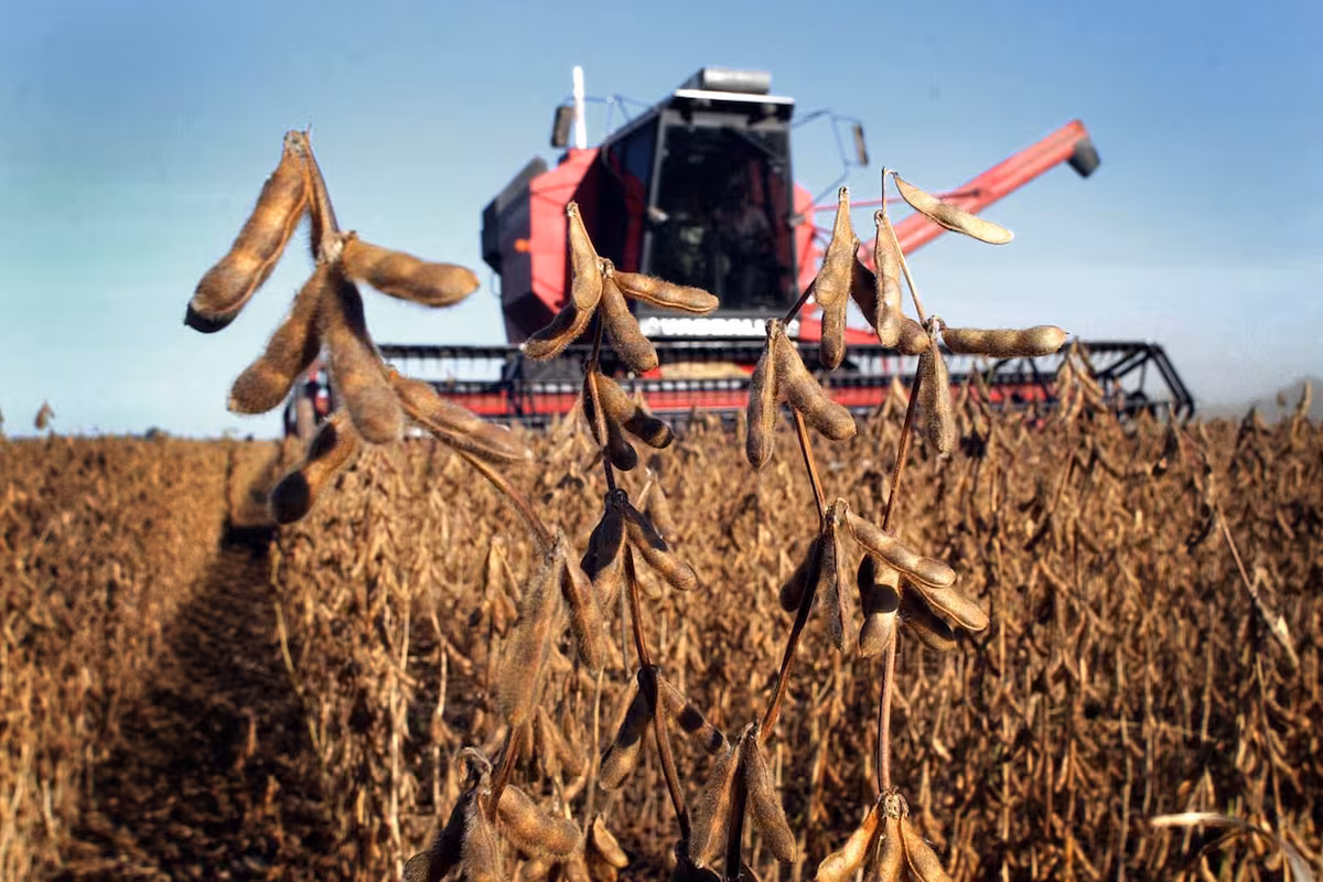 Qué esperar de los precios internacionales de los granos