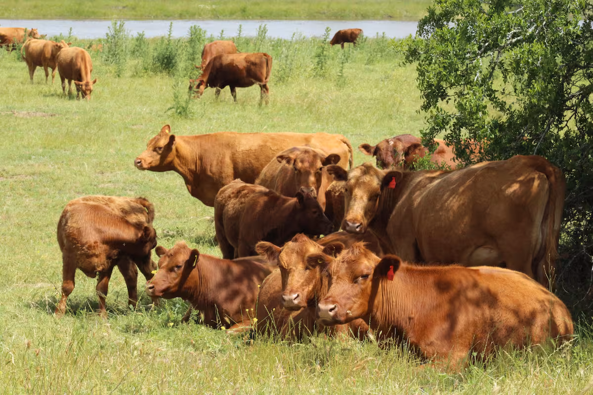 El negocio que se consolidó como la estrella de 2025