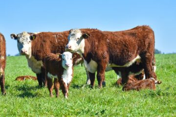 Más campo, menos mitos: conceptos para entender su rol en Argentina