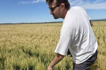 Lograron un rinde de trigo inédito en una región semiárida