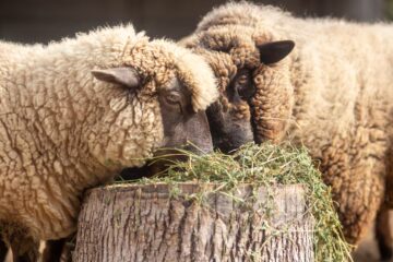 El Gobierno declaró alerta sanitaria por sarna ovina en una provincia